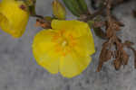 Coastal sand frostweed